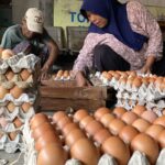 Menyikapi Harga Telur di Bawah HAP, BGN Minta SPPG Perbanyak Porsi Telur dalam MBG