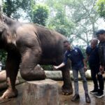 Lelang Pengelola Bandung Zoo Segera Rampung, Pemkot Tunggu Hasil Evaluasi 29 Mei