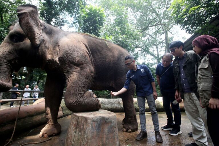 Lelang Pengelola Bandung Zoo Segera Rampung, Pemkot Tunggu Hasil Evaluasi 29 Mei