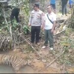 Misteri Kematian Harimau Muda di Mukomuko, Polisi dan BKSDA Periksa Hasil Otopsi
