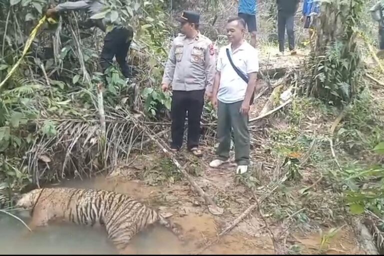 Misteri Kematian Harimau Muda di Mukomuko, Polisi dan BKSDA Periksa Hasil Otopsi