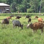 Peminat Sapi Kurban di Luwu Meningkat, Peternak: Harga Termurah Kini Rp 12 Juta