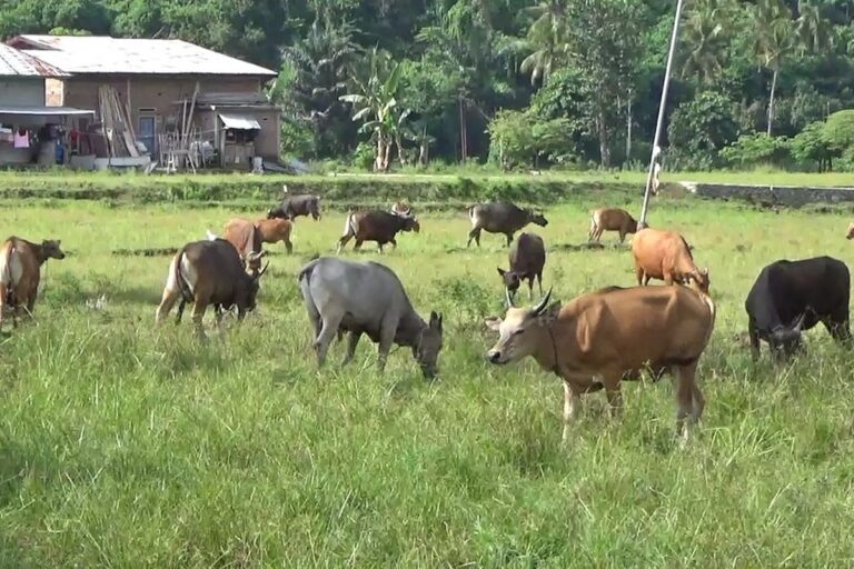 Peminat Sapi Kurban di Luwu Meningkat, Peternak: Harga Termurah Kini Rp 12 Juta