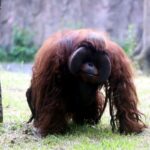 Bandung Zoo Segera Punya Pengelola Baru, Tiga Kandidat Kuat Siap Bersaing