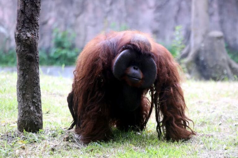 Bandung Zoo Segera Punya Pengelola Baru, Tiga Kandidat Kuat Siap Bersaing