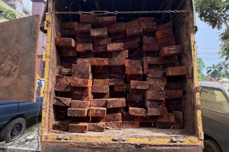 Polisi Tangkap Sopir Pengangkut Kayu Hasil Penebangan Ilegal di Hutan Konservasi Bengkalis