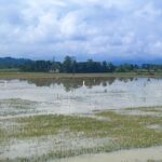 5 Kecamatan di Kendari Terendam Banjir, BPBD Masih Lakukan Pendataan Lapangan