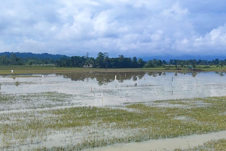 5 Kecamatan di Kendari Terendam Banjir, BPBD Masih Lakukan Pendataan Lapangan