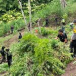 Polisi Ungkap Ladang Ganja Seluas 2 Hektare di Aceh Utara, Dua Tersangka Diamankan