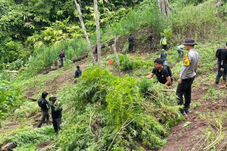 Polisi Ungkap Ladang Ganja Seluas 2 Hektare di Aceh Utara, Dua Tersangka Diamankan
