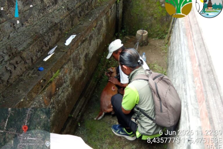 BKSDA Bali Evakuasi Kijang Terluka dari Halaman Rumah Warga