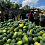 Produktivitas Lahan Bekas Tambang di Bangka Barat Dibuktikan dengan Hasil Panen 10 Ton