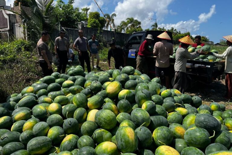 Produktivitas Lahan Bekas Tambang di Bangka Barat Dibuktikan dengan Hasil Panen 10 Ton