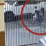 Kronologi Percobaan Penculikan di PIK: Kakek 70 Tahun Melawan hingga Terbanting, Pelaku Kabur