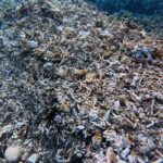 Wagub Kaltim Minta SOP Kapal Wisata Usai Terumbu Karang Maratua Rusak