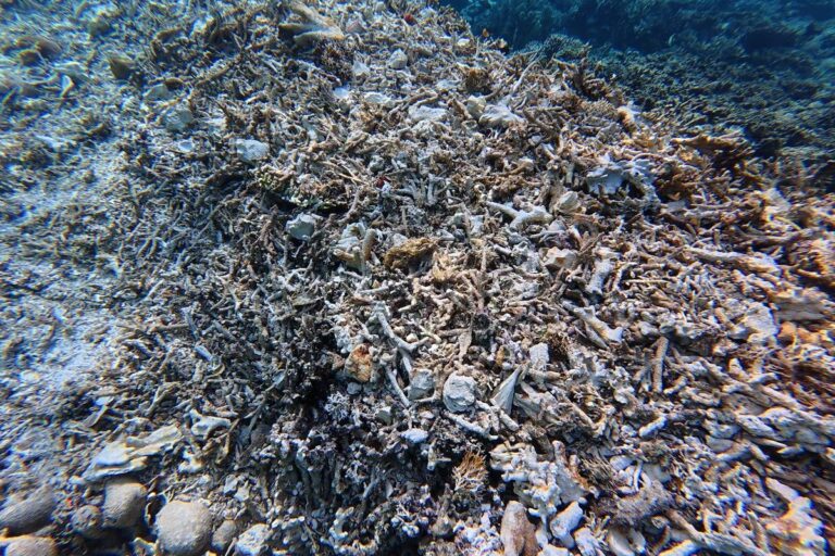 Wagub Kaltim Minta SOP Kapal Wisata Usai Terumbu Karang Maratua Rusak