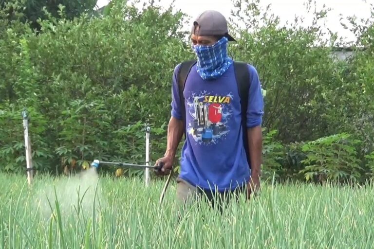 Petani Bawang Madiun Kelabakan, Biaya Semprot Rp300 Ribu dan Hama Kian Menggila