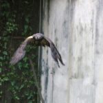 BBKSDA Jabar Dorong Lembaga Konservasi Aktif Kembalikan Satwa ke Habitat Asli
