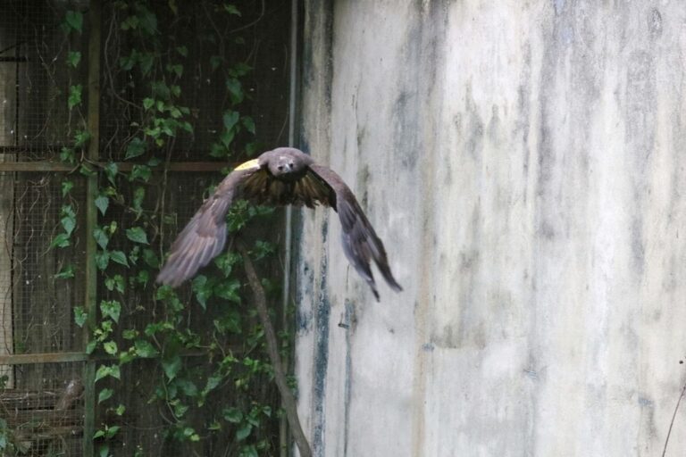 BBKSDA Jabar Dorong Lembaga Konservasi Aktif Kembalikan Satwa ke Habitat Asli