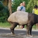 Viral di Medsos, Polisi Tindaklanjuti Kasus Pembunuhan Tapir di Mesuji dengan Cepat