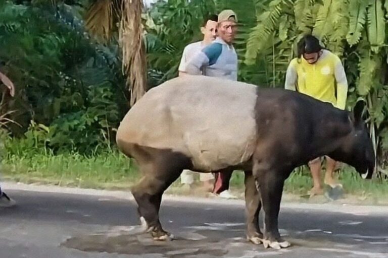 Viral di Medsos, Polisi Tindaklanjuti Kasus Pembunuhan Tapir di Mesuji dengan Cepat