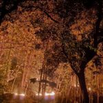 Kebakaran Hutan Kembali Terjadi di Ponorogo, Luas Lahan Terbakar Capai Tiga Hektare