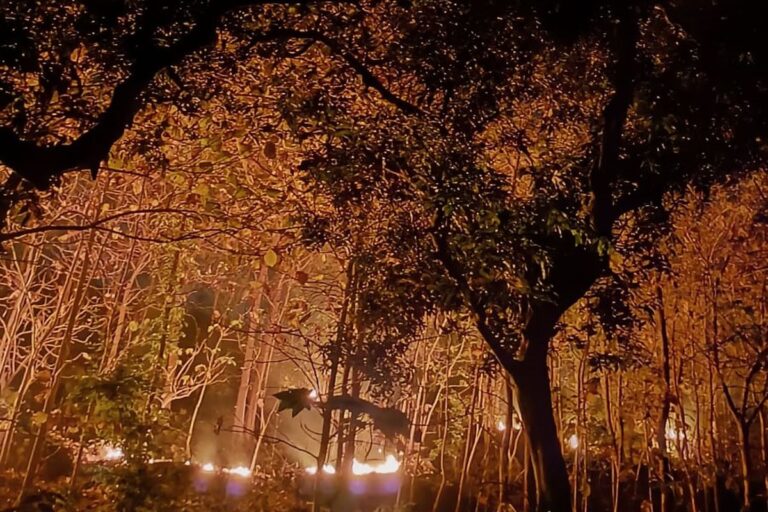 Kebakaran Hutan Kembali Terjadi di Ponorogo, Luas Lahan Terbakar Capai Tiga Hektare