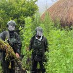 Meski Terjal, TNI Habema Berhasil Temukan 5.000 Batang Ganja di Pedalaman Yahukimo