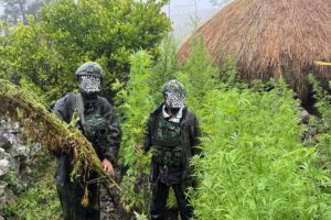 Meski Terjal, TNI Habema Berhasil Temukan 5.000 Batang Ganja di Pedalaman Yahukimo
