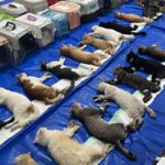 Sterilisasi Massal 200 Kucing di Tambora, Upaya Pemkot Jakbar Tekan Populasi Liar