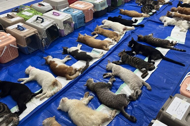 Sterilisasi Massal 200 Kucing di Tambora, Upaya Pemkot Jakbar Tekan Populasi Liar
