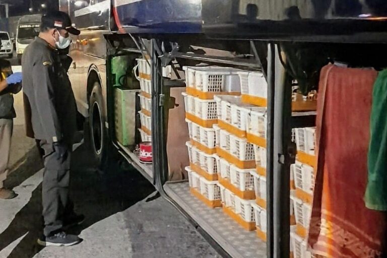 Penggerebekan di Bakauheni: 991 Burung Diduga Hasil Perdagangan Ilegal Disita Petugas