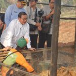 Peternakan Sapi hingga Jagung Akan Dibangun di Lahan DKI Jakarta di Tangerang