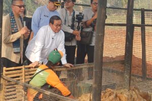 Peternakan Sapi hingga Jagung Akan Dibangun di Lahan DKI Jakarta di Tangerang