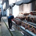 Manfaatkan Lahan Terbatas, Lapas Tabanan Kembangkan Peternakan Ayam Petelur