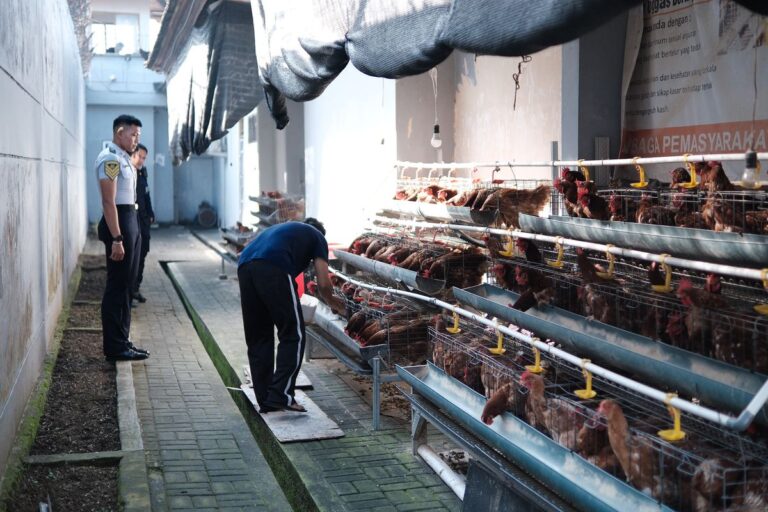 Manfaatkan Lahan Terbatas, Lapas Tabanan Kembangkan Peternakan Ayam Petelur