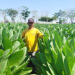 Musim Kemarau Tingkatkan Kualitas Tembakau Ngawi, Petani Nikmati Harga Rp 60 Ribu per Kg