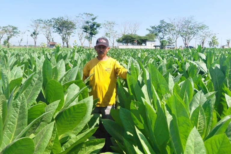Musim Kemarau Tingkatkan Kualitas Tembakau Ngawi, Petani Nikmati Harga Rp 60 Ribu per Kg