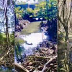 Ratusan Pohon Mangrove Mati di Pesisir Lampung, Butuh Puluhan Tahun untuk Pulih