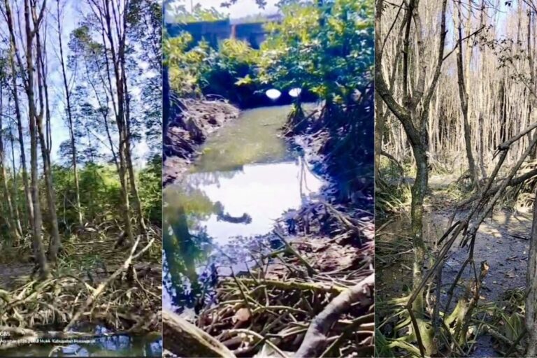 Ratusan Pohon Mangrove Mati di Pesisir Lampung, Butuh Puluhan Tahun untuk Pulih