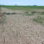 Sawah 200 Hektare di Bombana Mengering, Petani Adat Berharap pada Sumur Bor
