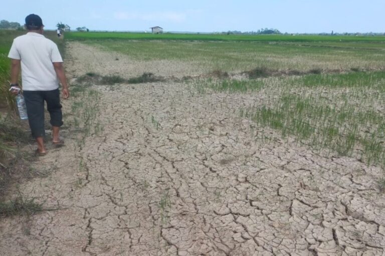 Sawah 200 Hektare di Bombana Mengering, Petani Adat Berharap pada Sumur Bor
