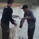 Heli Pemadam Karhutla Ambil Air dari Kolam, Pemilik Keluhkan 2 Ton Ikan Stres dan Mati