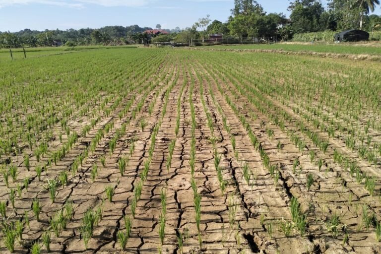 BMKG Prediksi Kemarau Panjang hingga Januari 2027, Pemprov DKI Siapkan Langkah Antisipasi