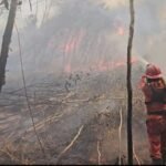 Kebakaran Ludeskan 30 Hektare Kebun Raya Sriwijaya, Asap Merambah hingga 10 Kilometer