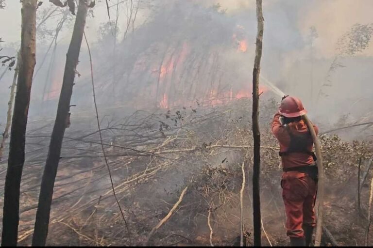 Kebakaran Ludeskan 30 Hektare Kebun Raya Sriwijaya, Asap Merambah hingga 10 Kilometer