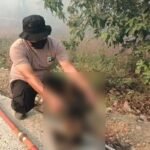Tragedi Karhutla di HSS: Lima Bekantan Ditemukan Hangus Terbakar di Desa Balimau