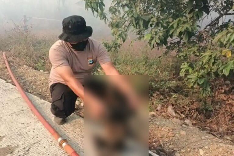 Tragedi Karhutla di HSS: Lima Bekantan Ditemukan Hangus Terbakar di Desa Balimau