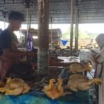 Krisis BBM Diduga Pemicu Utama, Harga Ayam Potong di Luwu Tembus Rp 80 Ribu