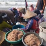 Harga Udang Krosok di Pangandaran Terjun Bebas, Pasar Tak Mampu Serap Hasil Tangkapan